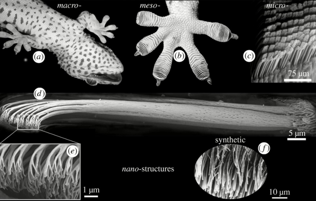Gecko Anatomy - Image: NASA TV