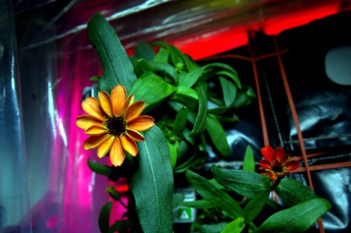 Space-Grown Zinnia Flowers in Veggie Facility - Photo: NASA